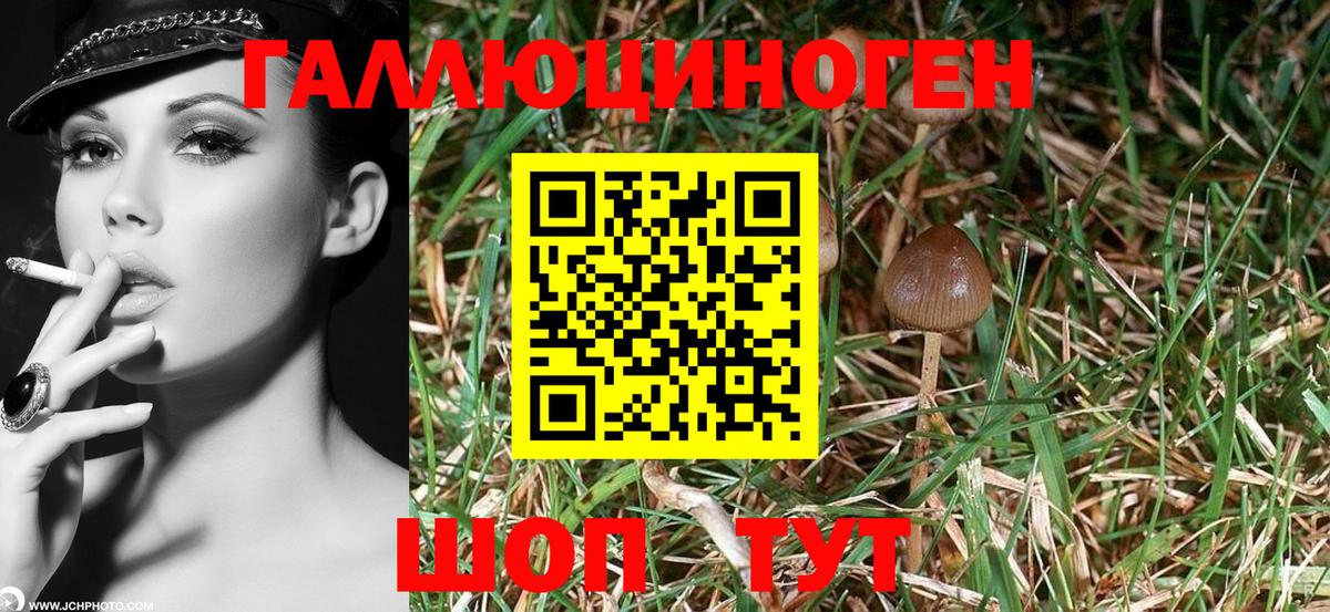 Норильск  Псилоцибиновые грибы Psilocybe  Вход с VPN 